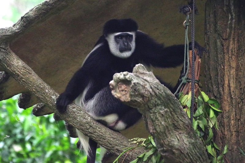 singapore zoo