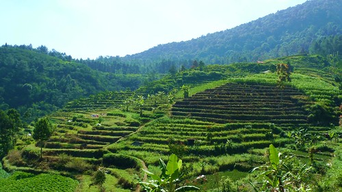 verdant fields