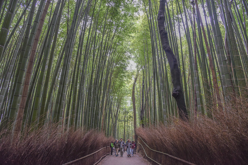 arashiyama bamboo forest