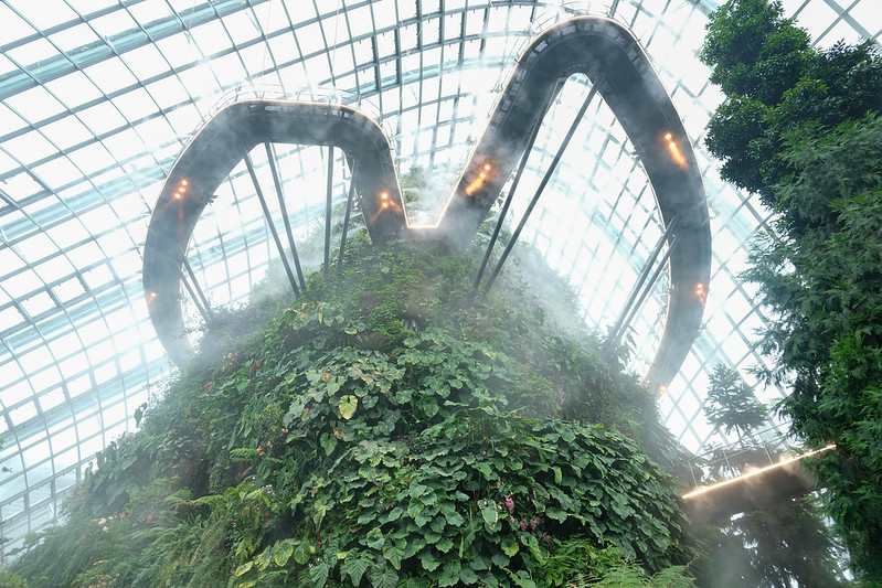 cloud forest