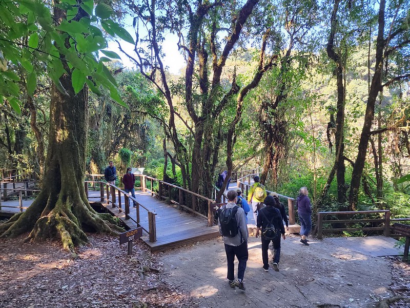 walking through angka nature trail - a cloud forest in doi inthanon