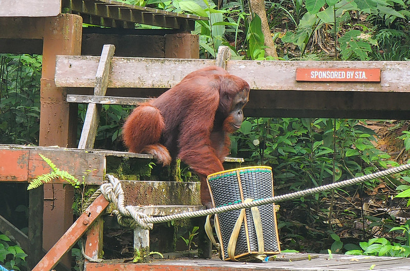 semenggoh wildlife centre