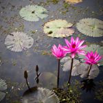 Exploring the Majestic Ruins of Sukhothai Historical Park in Thailand